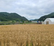 청주시 고품질 밀 생산 거점단지 육성…북이면 등 33㏊ 확장