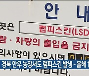 경북 한우 농장서도 럼피스킨 발생…올해 14건