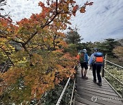 "지금이 한창 때인데"…시작도 못했다