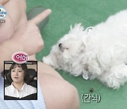 구성환 "犬 꽃분이, 곧 10살..뇌 훈련 권고받아"[나혼산][별별TV]