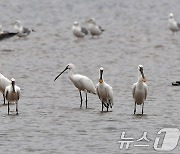 주변 살피는 노랑부리저어새