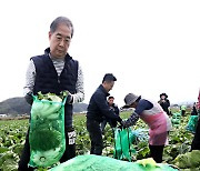 배추 수확 작업하는  한덕수 국무총리