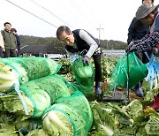 배추 수확하는 한덕수 국무총리