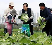 배추 수확하는 한덕수 국무총리