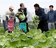 배추 수확하는 한덕수 국무총리