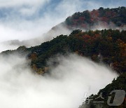 단풍과 운해