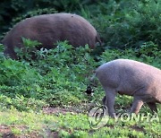 해진 등산로에 ‘이것’이 떡하니…인왕산 경사지 조심해야 하는 이유