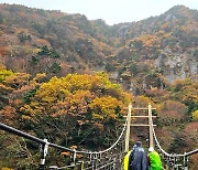 한라산 단풍, 고지대는 이미 절정