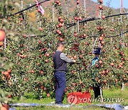 밀양 얼음골 사과 맛보세요…내달 2∼3일 소비 촉진 행사