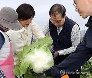 배추 수확 작업 돕는 한덕수 총리와 송미령 농식품부 장관