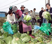 배추 수확에 한창인 한덕수 총리와 송미령 농식품부 장관