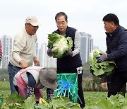 배추 수확에 한창인 한덕수 총리