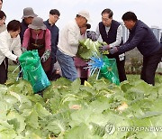 배추 수확에 한창인 한덕수 총리와 송미령 농식품부 장관