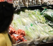 Subsidies for kimchi-making? Napa cabbage's importance in Korea