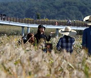 '강진만 춤추는 갈대축제' 대장정, 11월3일까지 열린다