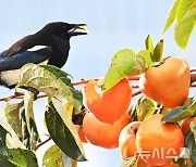 전국 흐리고 제주에 비 소식…남해안 강풍 유의[내일날씨]