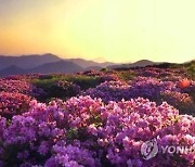 관광도시로 새롭게…양산시, 관광종합개발계획 수립용역 착수