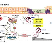 암치료 부작용인 중증 구강 점막염 치료 효과 확인