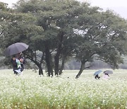 [오늘의 날씨]제주(29일, 화)…최대 40㎜ 비에 강풍