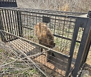 태안군, 농가에 멧돼지 포획틀 무상대여…보상금 수령도 가능