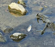 광주천 본·지류서 물고기 떼죽음…"용존산소 부족 추정"(종합2보)