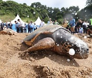 서울 야경의 나비효과?…바다거북 알 못 낳으며 멸종 우려