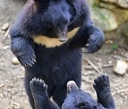 [현장] 반달가슴곰 복원 20년, 남은 과제는 ‘함께 살기’