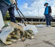 광주 하천 곳곳서 의문의 죽음…물고기 수백마리 집단 폐사, 왜