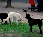 Not born to be wild, abandoned dogs return in roving feral packs