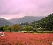 [포토친구] 홍메밀 가득