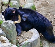 멸종위기 반달가슴곰 어느덧 80여 마리…“‘공존’ 받아들일 때”