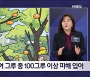 최상급만 골라 절도…수확 앞두고 사라진 단감에 농민 분통 - 김명준의 뉴스파이터