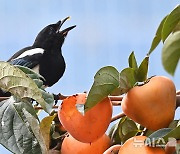 울산, 흐리다가 저녁부터 맑음…최고기온 20도