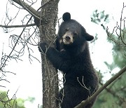 '멸종위기' 6마리였던 반달가슴곰, 이제 80여마리…복원 20주년 행사