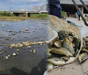 광주 도심 하천 곳곳에서 물고기 집단폐사…원인 조사