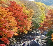 제주 한라산 올해 첫 단풍 관측…평년보다 보름 늦어