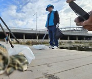 광주 도심 하천 곳곳에서 물고기 집단 폐사…원인 조사