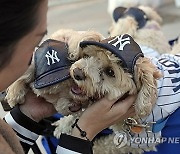 World Series Baseball