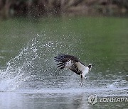 물수리의 물고기 사냥