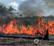 기후변화·산림전용 등에 전세계 수종 3분의 1 멸종 위기