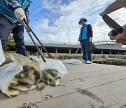 광주 도심 하천 곳곳에서 물고기 집단 폐사…원인 조사(종합)