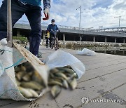 광주 하천서 물고기 집단 폐사