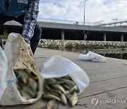 광주 하천서 물고기 집단 폐사