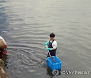 집단폐사 물고기 수습