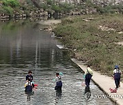 광주 서방천 집단폐사 물고기 수거