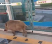 전철역에 100kg 멧돼지…8차선 건너 5층 계단 올라