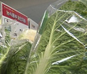 배추 한 포기 전날보다 220원 떨어진 6,627원...평년 대비 35%↑