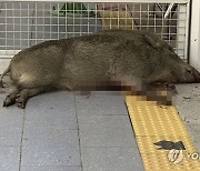 경남 양산 전철역에 뛰어든 멧돼지…30대男 팔 물리고 역 시설물 파손