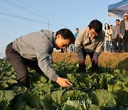 농진청 "가을배추·무 출하 시작…현장 기술지원 집중"