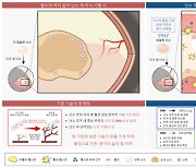 분당서울대병원 연구팀, 혈소판 유래 생체재료 개발…난소 이식 성공률↑기대